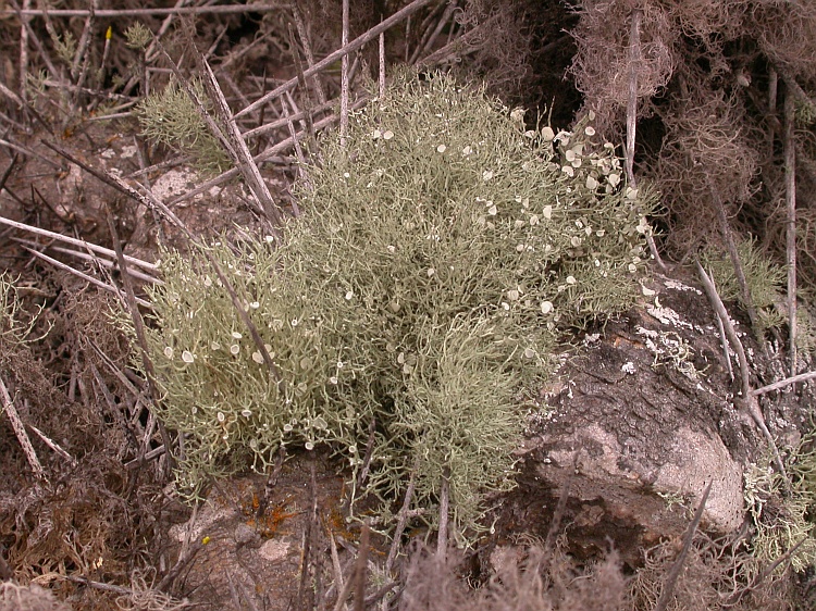 Niebla tigrina from Chile 