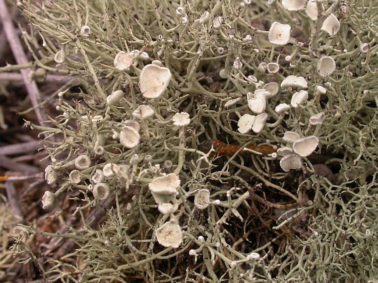 Niebla tigrina from Chile 