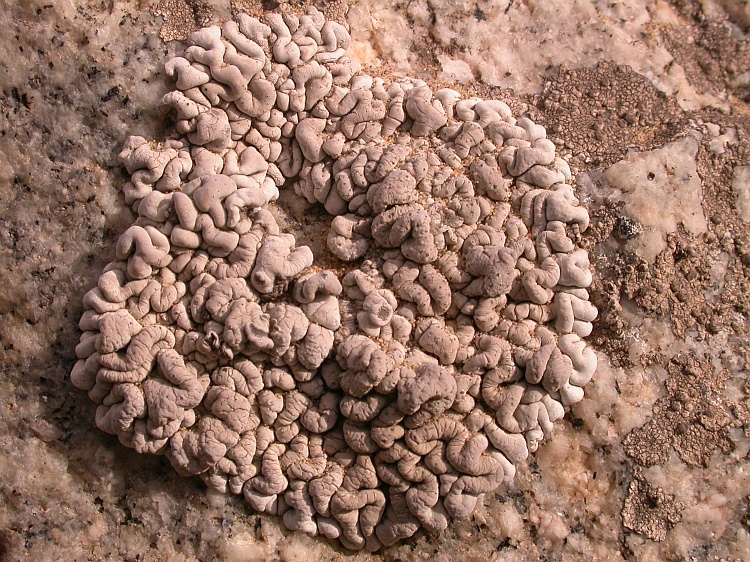 Roccellina cerebriformis from Chile 