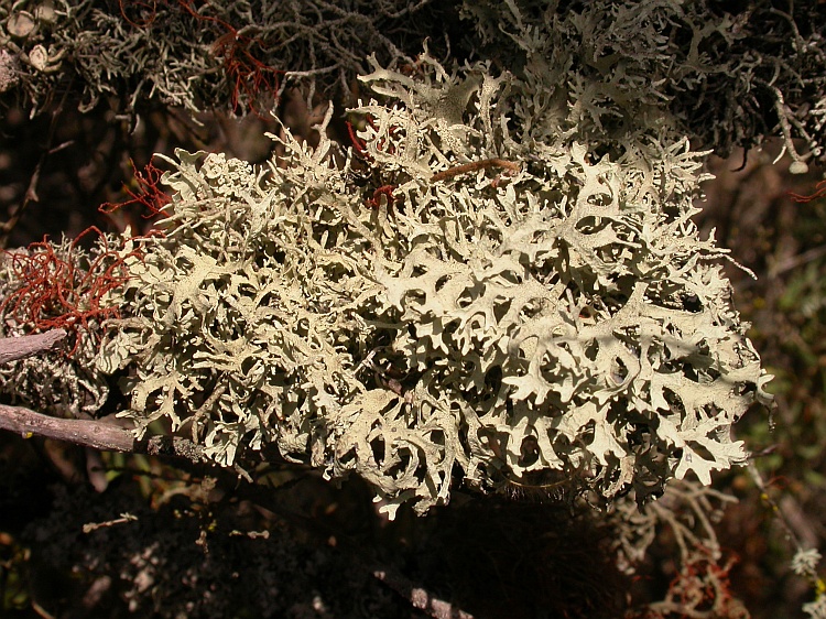 Everniopsis trulla from Chile 