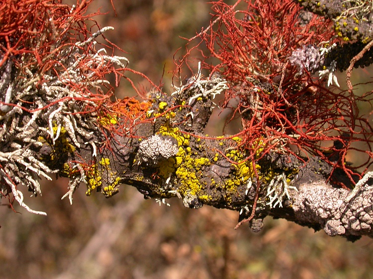 Usnea gaudichaudii from Chile 