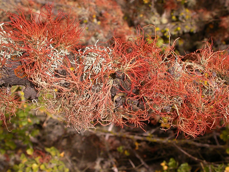 Usnea gaudichaudii from Chile 