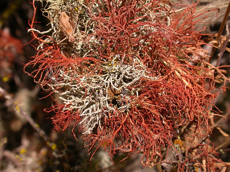 Usnea gaudichaudii from Chile 