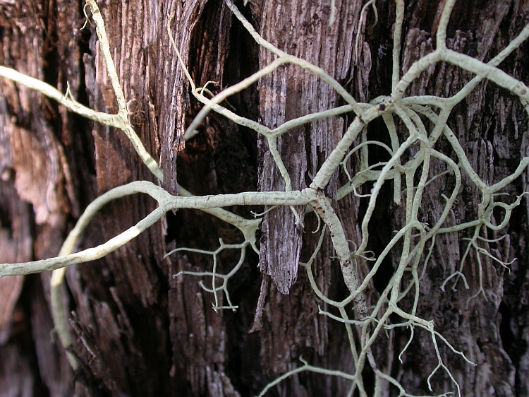 Alectoria sarmentosa from Chile 