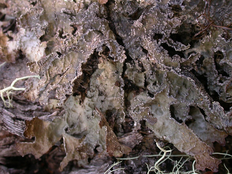 Pseudocyphellaria bartlettii from Chile 