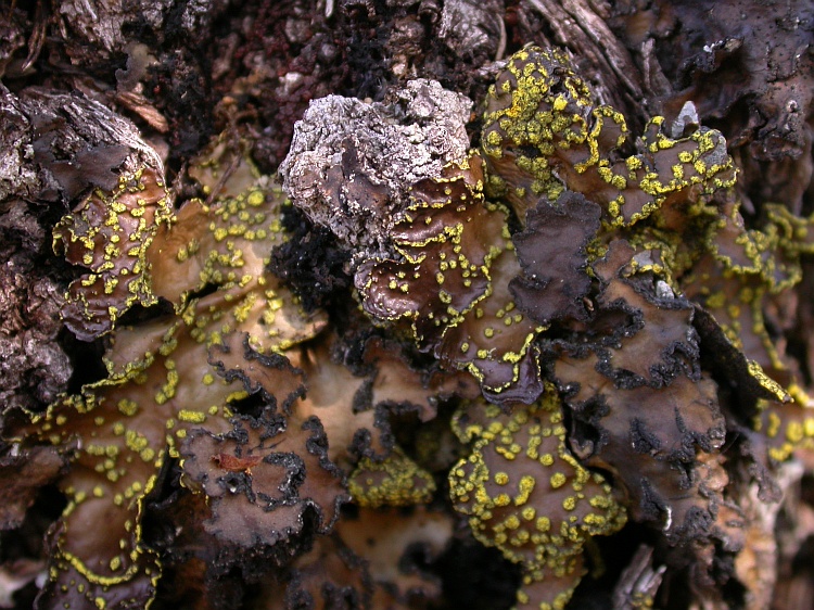 Pseudocyphellaria crocata from Chile 