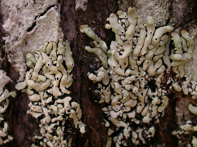 Menegazzia sanguinascens from Chile 