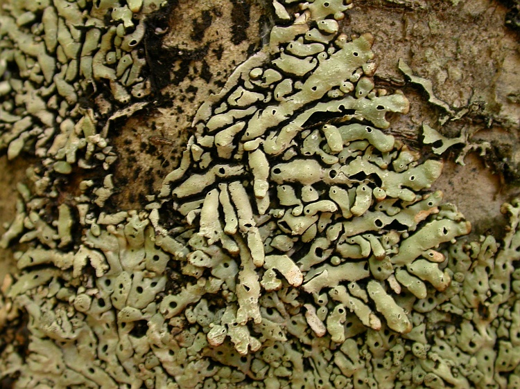 Menegazzia dispora from Chile 