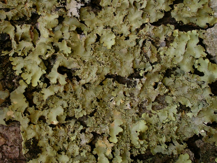 Lobaria dissecta from Chile 