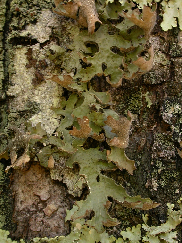 Pseudocyphellaria divulsa from Chile c.f. (identification not certain)