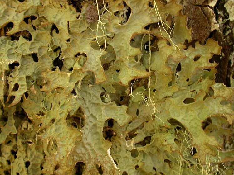 Lobaria retigera from Chile 