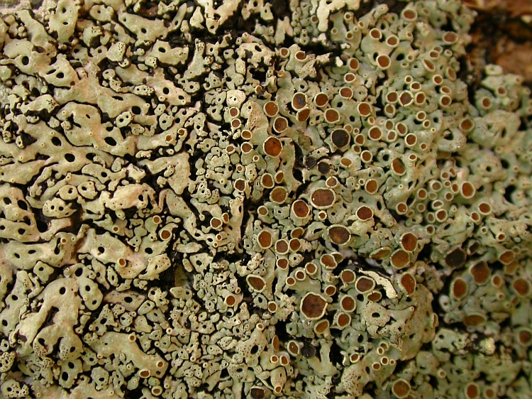 Menegazzia dispora from Chile 