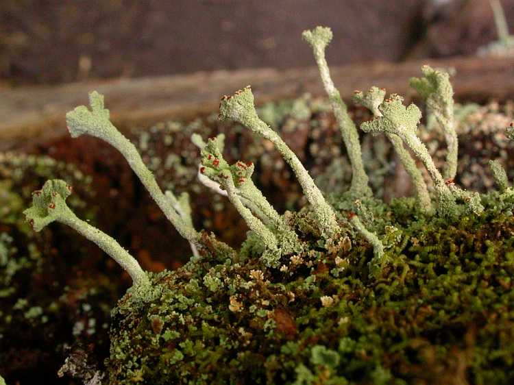 Cladonia leprocephala from Chile c.f. (identification not certain)