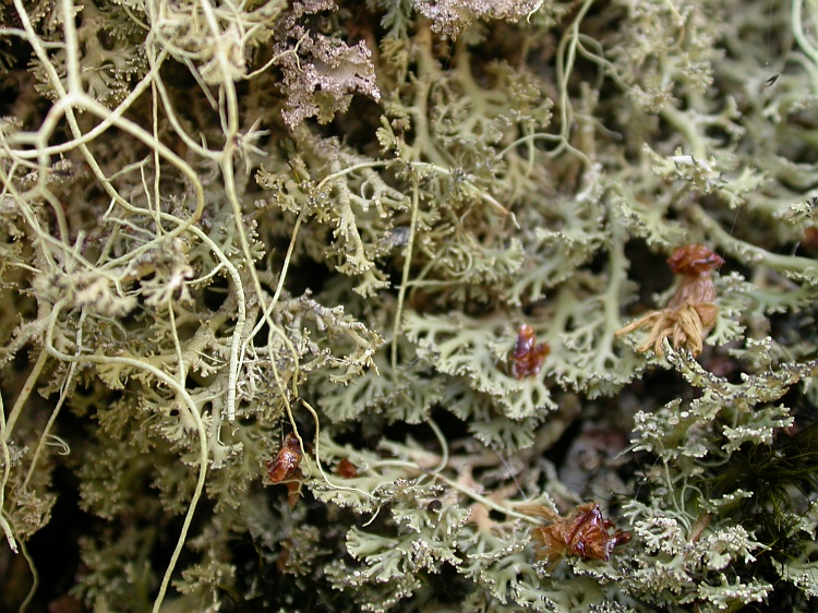 Bunodophoron ramuliferum from Chile 