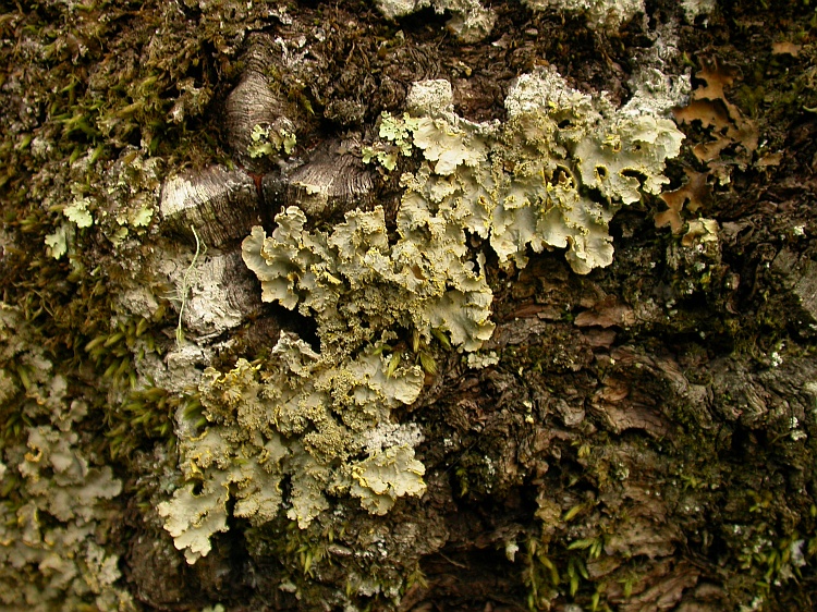 Pseudocyphellaria flavicans from Chile 