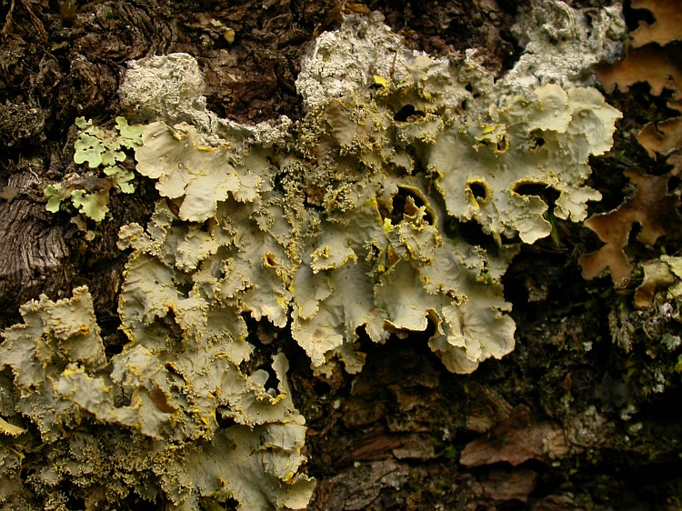 Pseudocyphellaria flavicans from Chile 