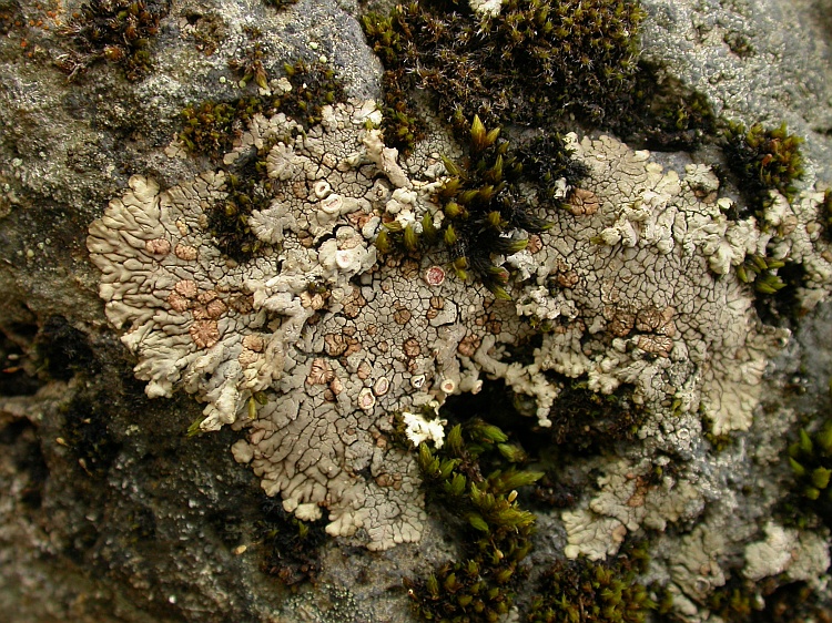 Placopsis gelida from Chile 