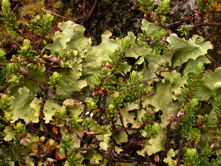 Nephroma antarcticum from Chile 