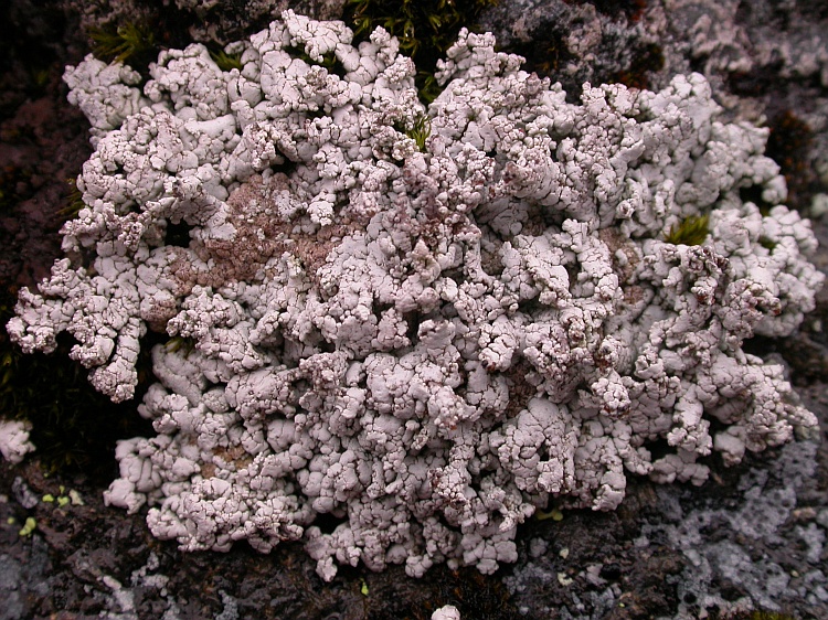 Stereocaulon verruciferum from Chile 