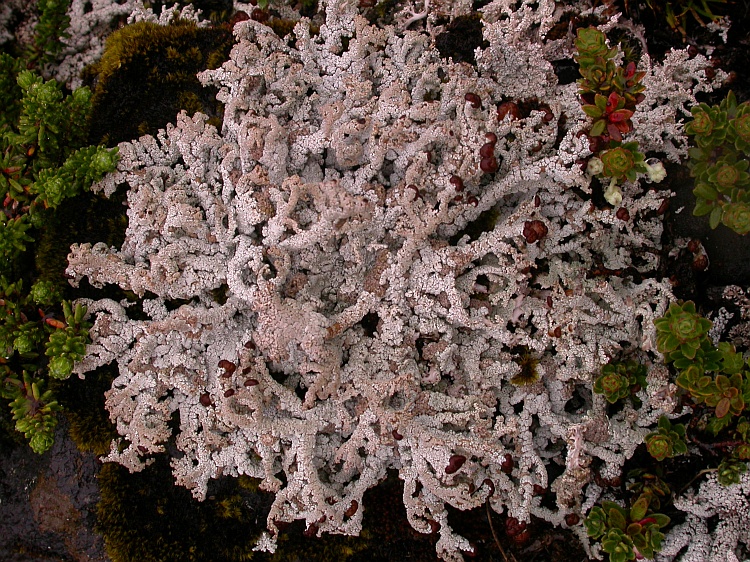 Stereocaulon verruciferum from Chile 