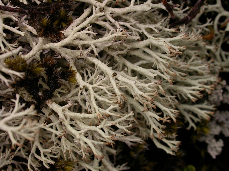 Cladonia arbuscula from Chile 