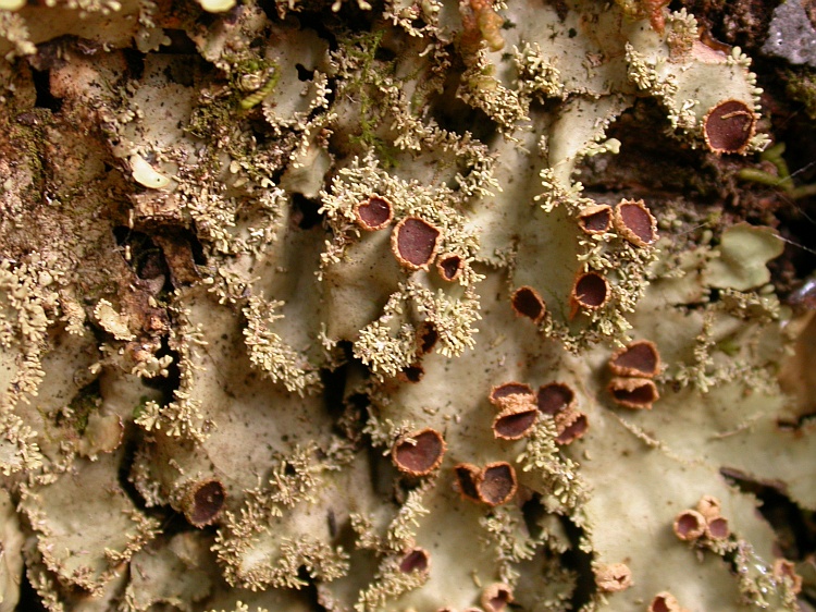 Pseudocyphellaria exanthematica from Chile c.f. (identification not certain)