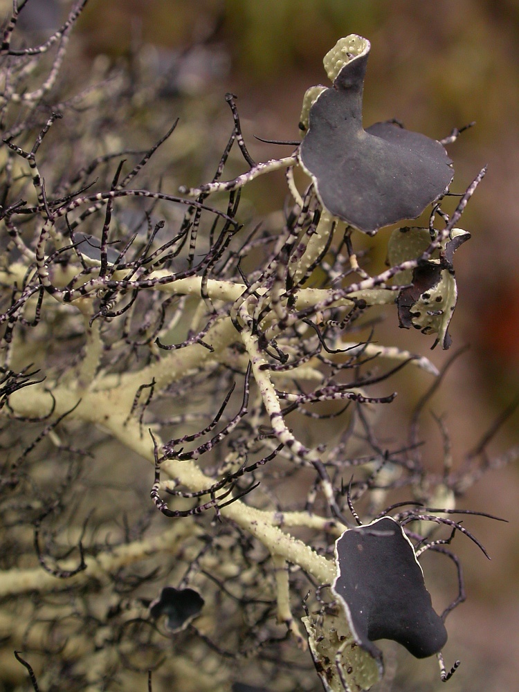 Usnea perpusilla from Chile 