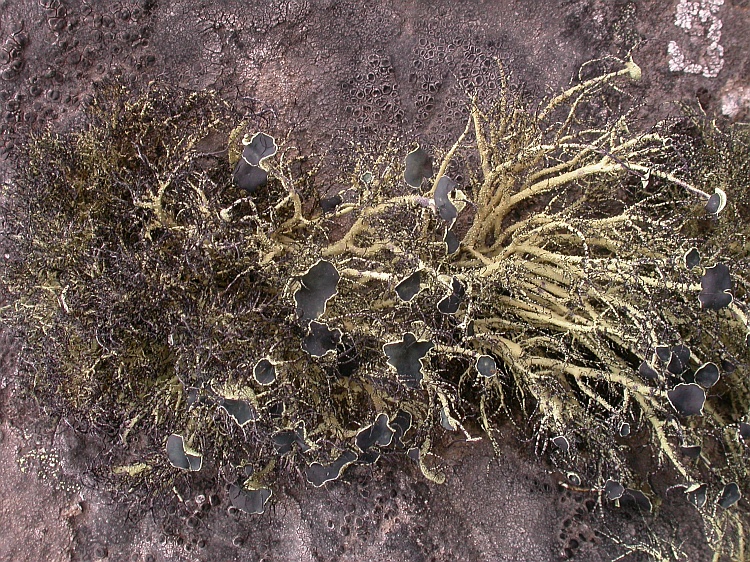 Usnea perpusilla from Chile 