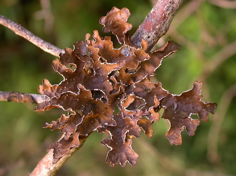 Pseudocyphellaria berteroana from Chile 