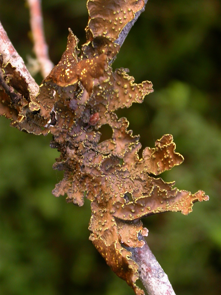 Pseudocyphellaria crocata from Chile 