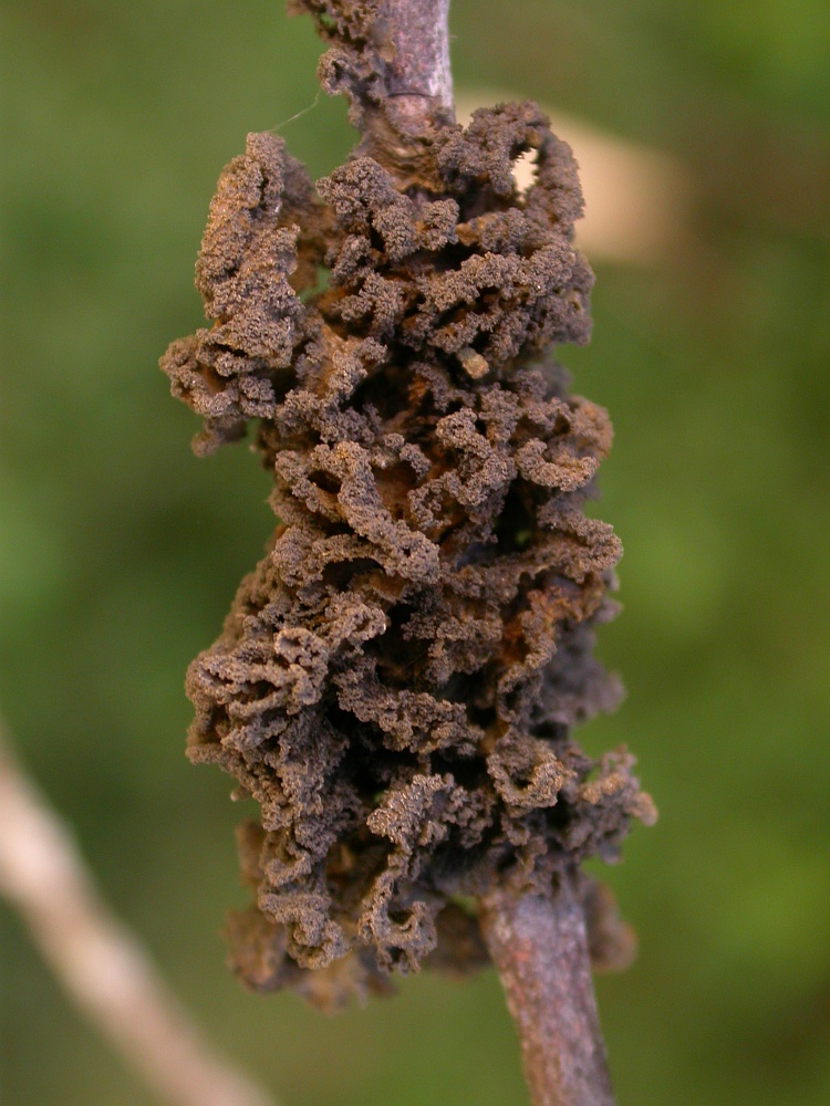 Leptogium coralloideum from Chile 