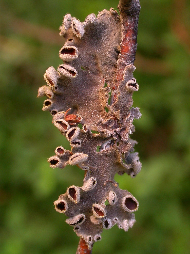 Erioderma leylandii from Chile 