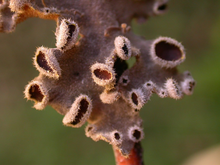 Erioderma leylandii from Chile 