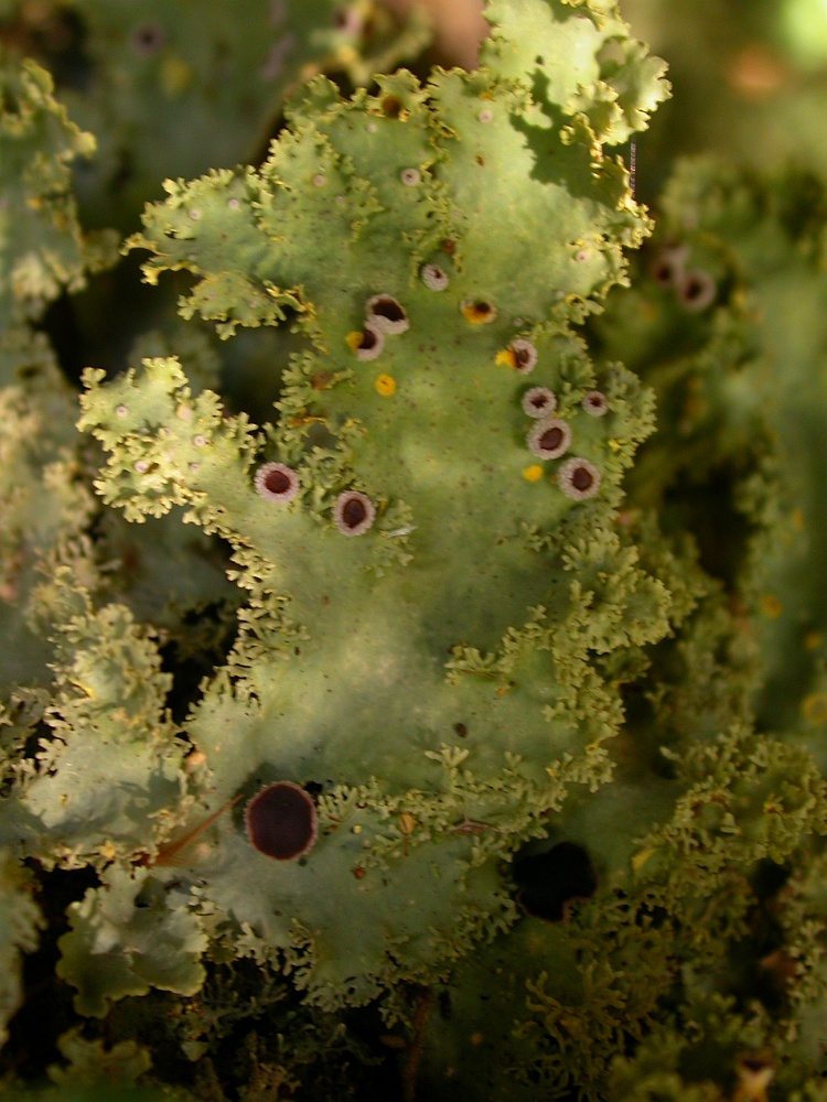 Pseudocyphellaria exanthematica from Chile c.f. (identification not certain)