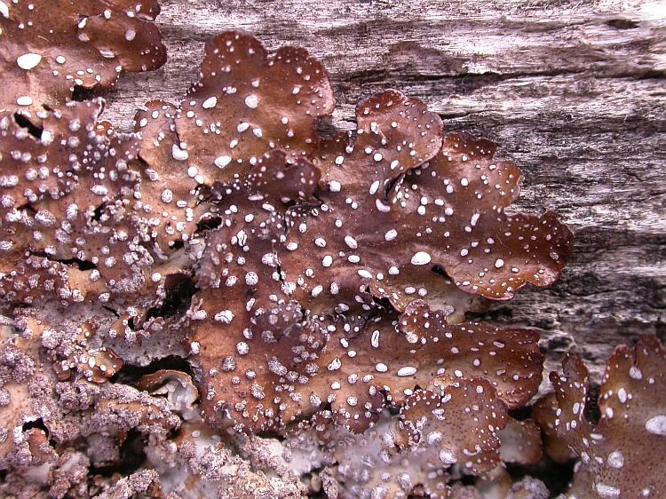 Punctelia stictica from Chile 