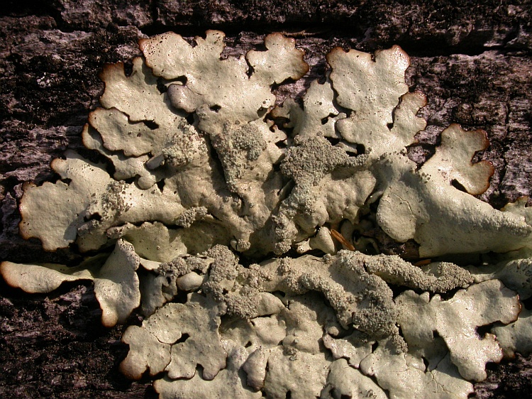 Xanthoparmelia pustulescens from Chile 