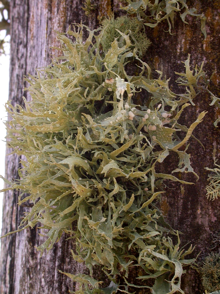 Ramalina celastri from Chile c.f. (identification not certain)