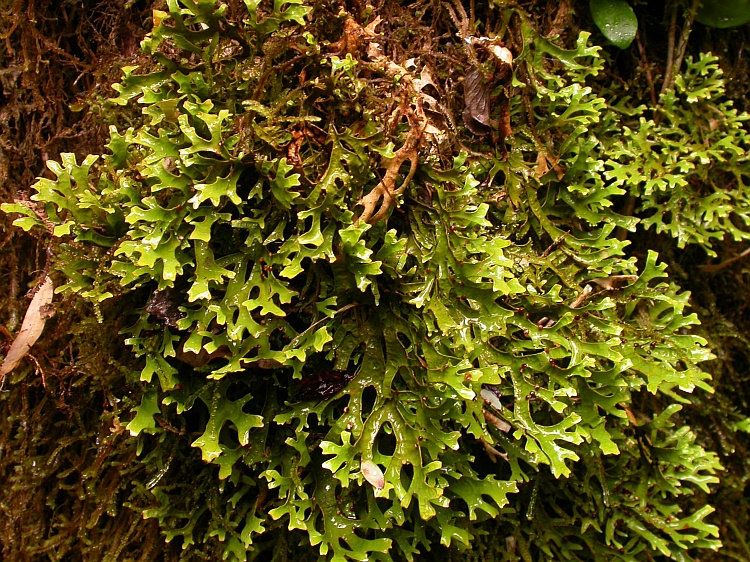 Pseudocyphellaria divulsa from Chile c.f. (identification not certain)