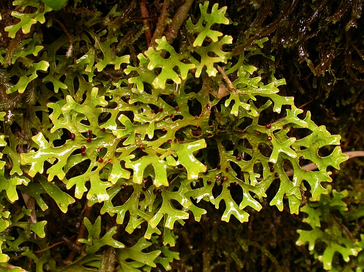 Pseudocyphellaria divulsa from Chile c.f. (identification not certain)