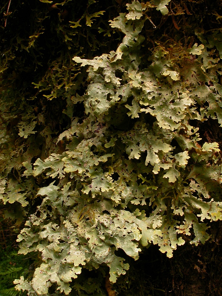 Pseudocyphellaria gilva from Chile 