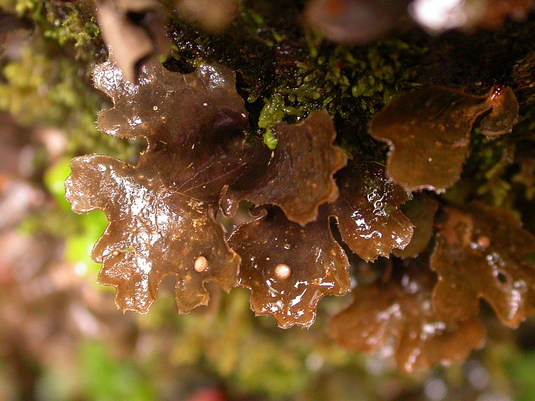 Sticta tomentosa from Chile 