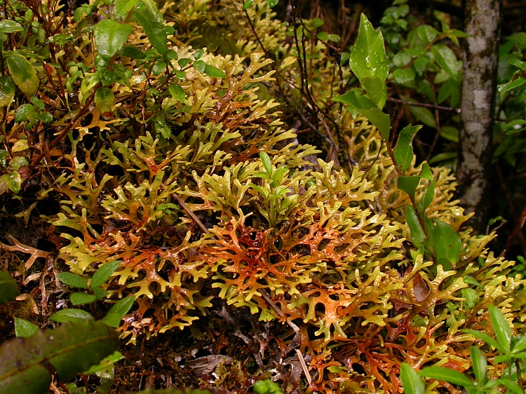 Pseudocyphellaria divulsa from Chile c.f. (identification not certain)