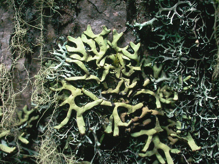 Hypogymnia flavida from China, Yunnan with Hypogymnia vittata