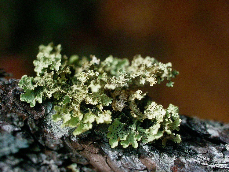 Nephromopsis pallescens from China, Yunnan 