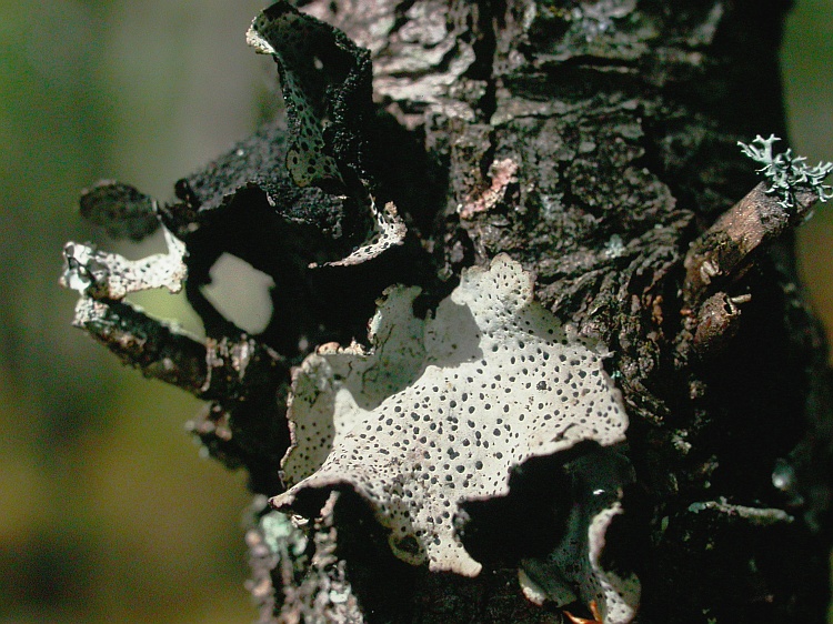 Umbilicaria yunnana from China, Yunnan 