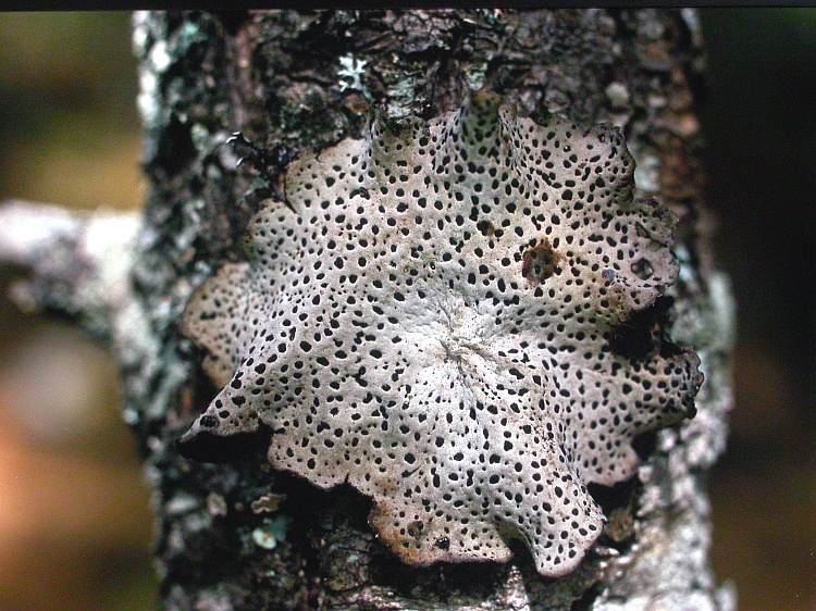 Umbilicaria yunnana from China, Yunnan 