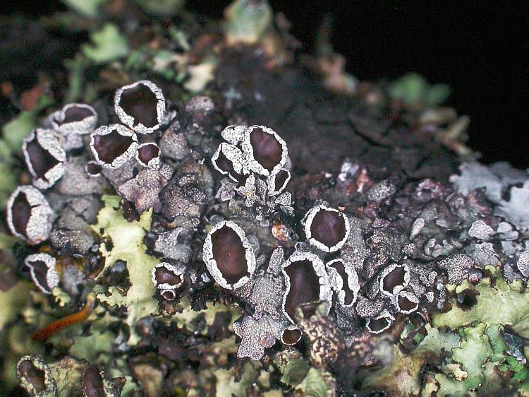 Parmelia adaugescens from China, Yunnan 