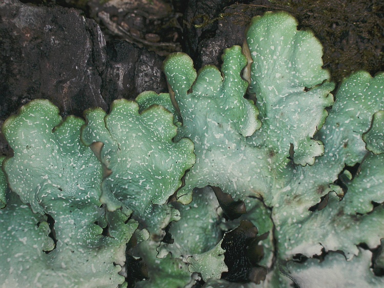 Cetrelia nuda from China, Yunnan c.f. (identification not certain)