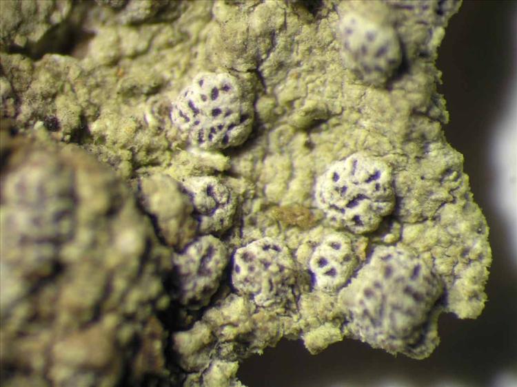 Chiodecton leptosporum from Singapore Habitus. leg. Sipman 45770. Image width = 4 mm.