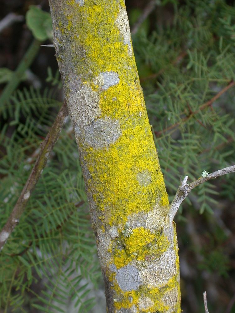 Chrysothrix xanthina from Ecuador, Galápagos 